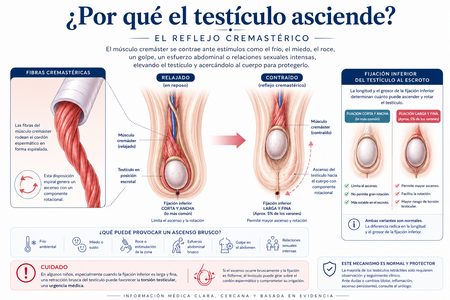 Esquema educativo sobre ascenso testicular y reflejo cremastérico